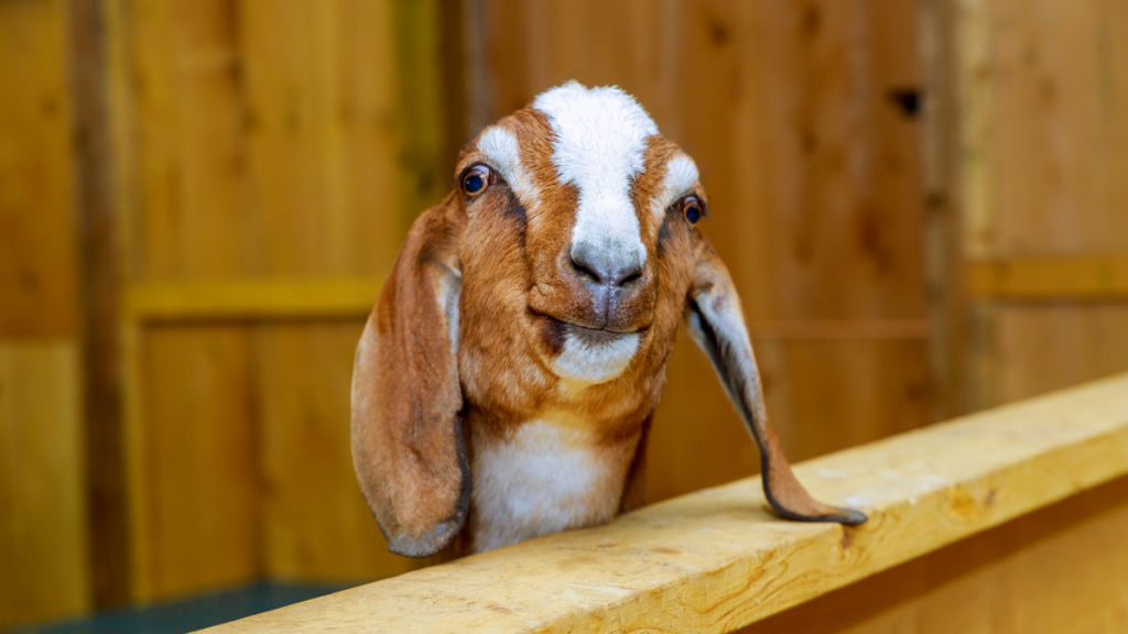 A goat with long, floppy ears